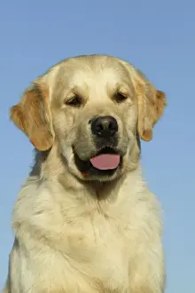 Golden Retriever Dog - Sitting down