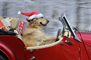 Retriever Collection: Golden Retriever Dog - wearing Father Christmas hat driving a sports car