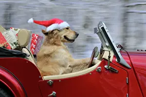 Funny Prints: Golden Retriever Dog - wearing Father Christmas hat driving a sports car