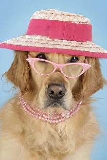 Bonnet Gallery: Golden Retriever Dog - wearing glasses, necklace and hat
