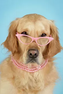 Images Dated 7th February 2009: Golden Retriever Dog - wearing glasses and necklace