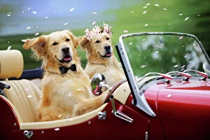 Couples Collection: Golden Retriever Dog - wedding couple in car Digital Manipulation