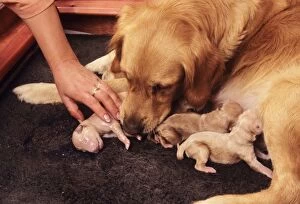 Birth Gallery: Golden Retriever Dog - Whelping