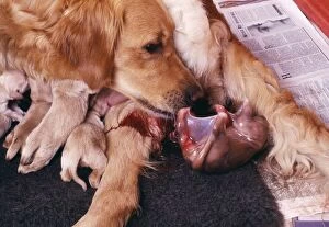 Golden Retriever DOG - whelping, showing puppy in amniotic /foetal sac