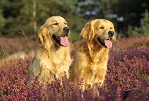 Heat Loss Prints: Golden Retriever Dog - x2 in heather