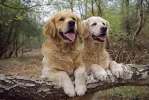 Golden Retriever Dog - x2 on log