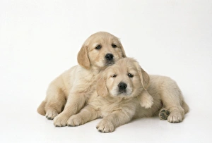 Golden Retriever Dog - x2 puppies 7 weeks old, one wearing Christmas hat