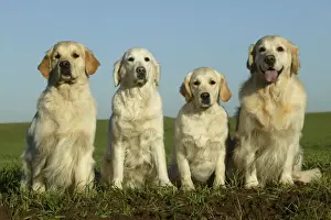 Golden Retriever Dogs - 4 sitting down together