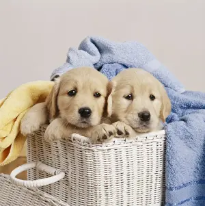 Golden Retriever Dogs