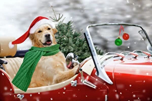 Golden Retriever Dogs driving car wearing Christmas Santa hats