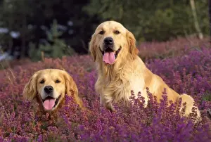 Heathers Prints: Golden Retriever Dogs - in heather