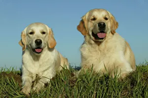 DOGS - Golden Retriever puppies