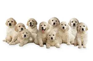 Golden Retriever Dogs - puppies Digital Manipulation: Comped dogs together All JD