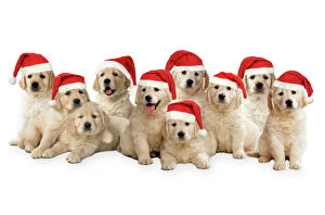 Golden Retriever Dogs - puppies wearing Christmas hats