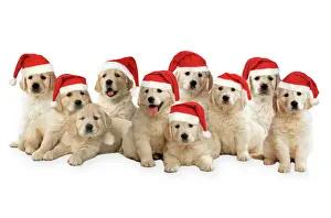 Retriever Prints: Golden Retriever Dogs - puppies wearing Christmas hats