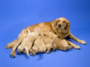 Litters Prints: Golden Retriever feeding puppies