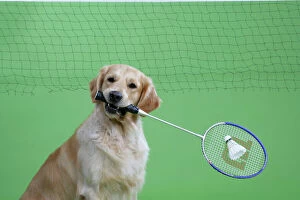 Golden Retriever holding badminton racket