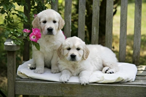 Golden Retriever puppies on garden bench - 7 weeks