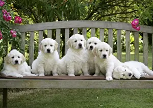 Golden Retriever puppies on garden bench - 7 weeks