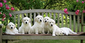 Retriever Collection: Golden Retriever puppies on garden bench - 7 weeks