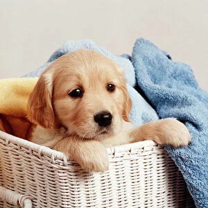 Retriever Collection: Golden Retriever - puppy in laundry basket, with towels
