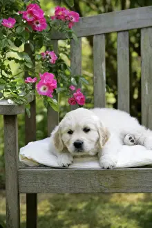 Garden Furniture Prints: Golden Retriever puppy lying on garden bench - 7 weeks