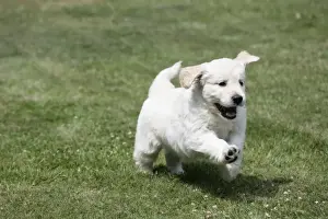 Golden Retriever puppy running on lawn - 7 weeks
