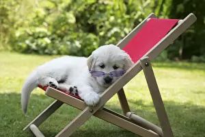 Deckchair Prints: Golden Retriever puppy wearing sunglasses in deckchair - 7 weeks