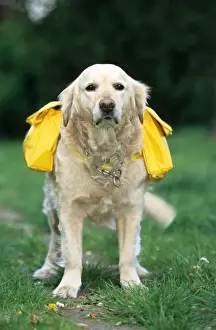 Helping Prints: Golden Retriever - with rucksack
