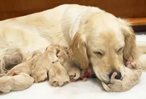 Suckling Prints: Golden Retriever - whelping puppies 1 hour old