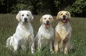 Golden Retrievers - three