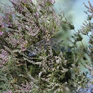 Images Dated 30th March 2006: Golden-ringed Dragonfly