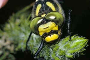 Images Dated 5th January 2006: Golden-ringed Dragonfly