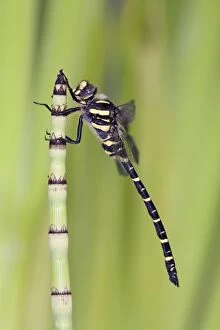 Images Dated 3rd July 2006: Golden Ringed Dragonfly