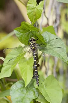 Golden Ringed Dragonfly - Cornwall - UK