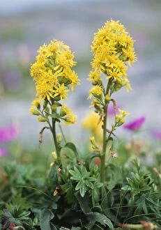 Images Dated 6th May 2005: Golden Rod - on Limestone pavement, Burren Ireland
