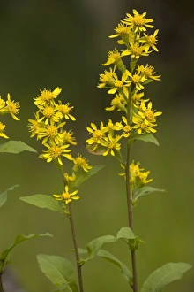 Images Dated 15th July 2006: Golden-rod (Solidago virgaurea). Devon