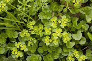 Images Dated 15th April 2006: Golden saxifrage