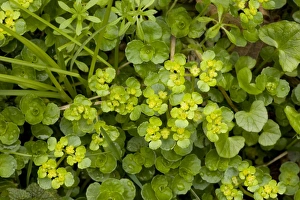 Images Dated 15th April 2006: Golden saxifrage, Chrysosplenium oppositifolium. In wet woodland, Dorset