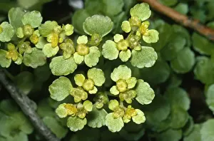 Saxifrage Prints: Golden Saxifrage Opposite leaved