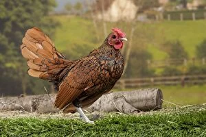 Roosters Gallery: Golden Sebright Chicken Cockerel