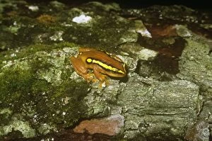 Golden Sedge Frog
