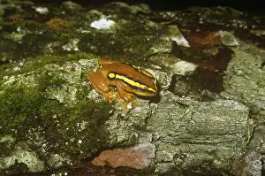 Malawi Prints: Golden Sedge Frog - Malawi