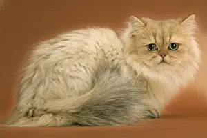 Golden shaded Persian Cat