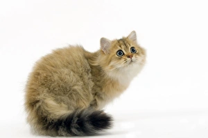 Images Dated 24th October 2006: Golden shaded Persian Cat