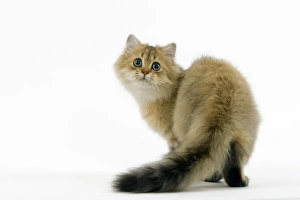 Images Dated 24th October 2006: Golden Shaded Persian Cat