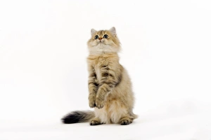 Images Dated 24th October 2006: Golden Shaded Persian Cat
