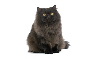 Images Dated 25th October 2006: Golden Shaded Persian Cat
