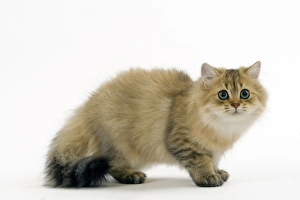 Images Dated 24th October 2006: Golden Shaded Persian Cat