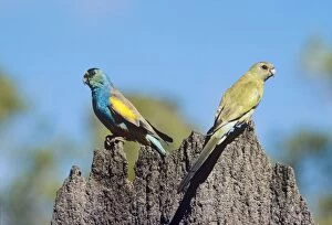 Golden-shouldered Parrot - male & female pair on termite mound